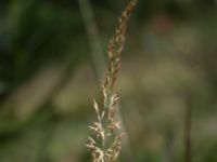 Calamagrostis arundinacea Mulasjön, Osby, Skåne, Sweden 20200731_0160