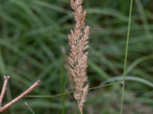 Calamagrostis canescens - Purple Small-reed - Grenrör