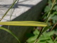 Calamagrostis epigejos Ödetomt Lettlandsgatan, Malmö, Skåne, Sweden 20190724_0005