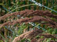 Calamagrostis epigejos Ödetomt Lettlandsgatan, Malmö, Skåne, Sweden 20190724_0006