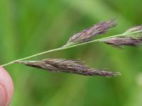 Calamagrostis epigejos Tjustorps industriby, Svedala, Skåne, Sweden 20170701_0038