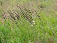 Calamagrostis epigejos Tjustorps industriby, Svedala, Skåne, Sweden 20170701_0135