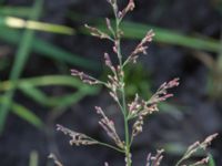 Catabrosa aquatica Hilleshögs dalar, Landskrona, Skåne, Sweden 20170709_0249