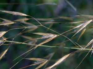 Celtica gigantea - Giant Feather Grass - Jättefjädergräs