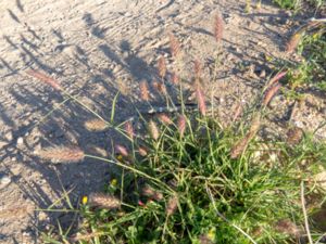 Cenchrus ciliaris - Buffel-grass