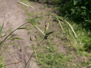 Brome Sitchensis
