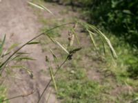 Ceratochloa sitchensis Maskinvägens slut, Lund, Skåne, Sweden 20170705_0084