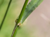 Ceratochloa sitchensis Maskinvägens slut, Lund, Skåne, Sweden 20170705_0092