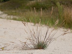 Corynephorus canescens - Grey Hair Grass - Borsttåtel