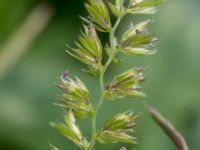 Cynosurus cristatus Alnarp, Lomma, Skåne, Sweden 20150620B_0005