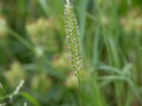 Cynosurus cristatus Ekologen, Lund, Skåne, Sweden 20160608_0044