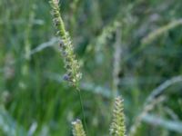 Cynosurus cristatus Svarta hål, Revingefältet, Lund, Skåne, Sweden 20160626_0052