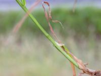 Dactylis polygama 650 m NE Hildelund, Svedala, Skåne, Sweden 20190701_0114