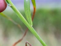 Dactylis polygama 650 m NE Hildelund, Svedala, Skåne, Sweden 20190701_0115