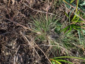 Deschampsia setacea - Bog Hair Grass - Sjötåtel