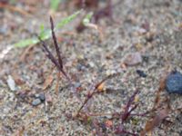 Digitaria ischaemum Skanörs skola Skanör, Falsterbohalvön, Vellinge, Skåne, Sweden 20151017_0039