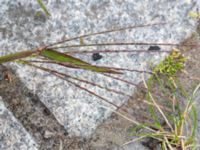 Digitaria sanguinalis Thomsons väg 1, Malmö, Skåne, Sweden 20190730_0075