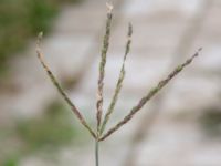 Digitaria sanguinalis ssp. pectiniformis Madrigalgatans vändplats, Malmö, Skåne, Sweden 20190806_0003