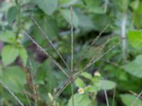 Digitaria sanguinalis ssp. sanguinalis NNO pumphuset, Husie mosse, Malmö, Skåne, Sweden 20220831_0062