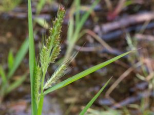 Echinochloa crus-galli - Cockspur - Hönshirs