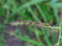 Echinochloa crus-galli Ulricedal, Malmö, Skåne, Sweden 20200821_0010