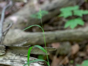 Elymus caninus - Bearded Couch - Lundelm