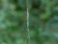 Elymus caninus Skogmöllan, 400 m NNO, Veberöd, Lund, Skåne, Sweden 20220717_0021