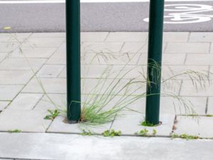 Eragrostis curvula - Weeping Lovegrass - Afrikanskt kärleksgräs