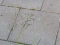 Eragrostis curvula Sjömansgården, Malmö, Skåne, Sweden 20190914_0045