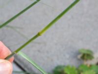 Eragrostis curvula Sjömansgården, Malmö, Skåne, Sweden 20190914_0047