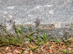 Eragrostis minor - Little Lovegrass - Kärleksgräs