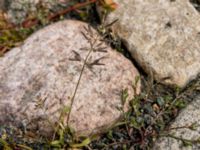 Eragrostis minor Fågelbacksgatan 27, Malmö, Skåne, Sweden 20190814_2