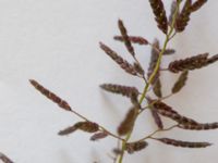 Eragrostis minor Malmborgs, Erikslust, Malmö, Skåne, Sweden 20190718_0002