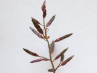 Eragrostis minor Malmborgs, Erikslust, Malmö, Skåne, Sweden 20190718_0003