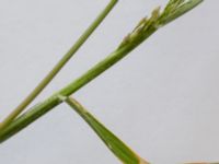 Eragrostis minor Malmborgs, Erikslust, Malmö, Skåne, Sweden 20190718_0007