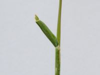 Eragrostis minor Malmborgs, Erikslust, Malmö, Skåne, Sweden 20190718_0009