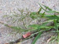 Eragrostis multicaulis Österportsgatan 8 B, Malmö, Skåne, Sweden 20240830_0163