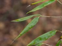 Fargesia murieliae Långstorp, Höör, Skåne, Sweden 20170401_0038