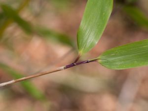 Fargesia spathacea - Glansbambu