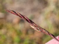 Festuca brevipila Kiviks marknadsplats, Simrishamn, Skåne, Sweden 20160606_0134