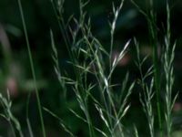 Festuca heterophylla St Larsparken, Lund, Skåne, Sweden 20190614_0020