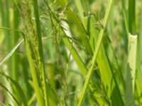 Glyceria declinata Sularpsbäcken, Annelund, Lund, Skåne, Sweden 20170623_0021-2