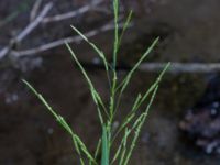 Glyceria fluitans Dammar Gränsvägen, Åkarp, Burlöv, Skåne, Sweden 20240714_0179