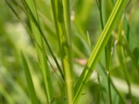 Glyceria maxima Sularpsbäcken, Annelund, Lund, Skåne, Sweden 20170623_0022