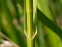 Glyceria maxima Sularpsbäcken, Annelund, Lund, Skåne, Sweden 20170623_0023