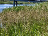 Glyceria maxima Tivoliparken, Kristianstad, Skåne, Sweden 20170719_0334