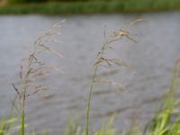 Glyceria maxima Toarpsdammen, Malmö, Skåne, Sweden 20150723_0053