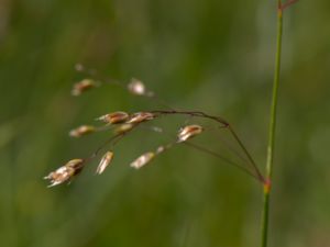 Hierochloe odorata - Doftmyskgräs