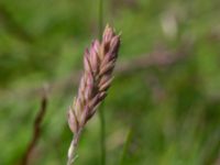 Holcus lanatus Skanörs ljung, Falsterbohalvön, Vellinge, Skåne, Sweden 20170627_0070