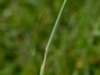 Holcus lanatus Skanörs ljung, Falsterbohalvön, Vellinge, Skåne, Sweden 20170627_0071